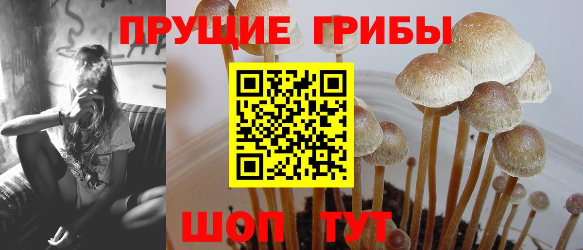 Галлюциногенные грибы GOLDEN TEACHER Кудрово